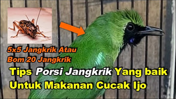 Tips Porsi Jangkrik Yang baik Untuk Makanan Cucak Ijo