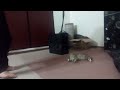 گربه زیبا محمدجانی گربه زیبا محمدجانی