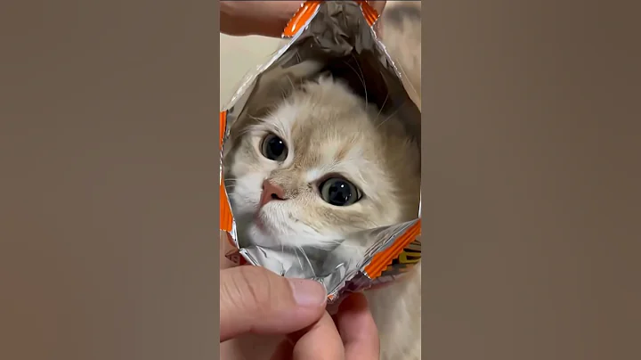 Video 11830071: cats catlover, perfect cat, cat animal lover, cutest cats, kitten funny reaction