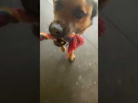😎🥳💀 最高に面白い犬の新しいクリップ Rusty 2025 新しい Rusty ビデオ コメディで笑わないようにしてください #面白い