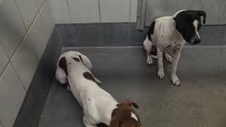 Acs A819557 A819558