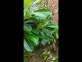 देखो दोस्तों, मेरे बगीचे में क्या है 😱इतना सुंदर😍#video #garden #bagicha #plants