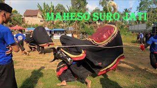 The Maheso Suro Jati Bull is sooooo