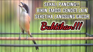 Pancingan Cendet Macet Bunyi Gak Sdanai 10 Detik Cendet Manapun Bakal Gacor Dan Emosi