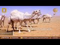 شف بالي شعر والقاء خالد المذعور شف بالي شعر والقاء خالد المذعور