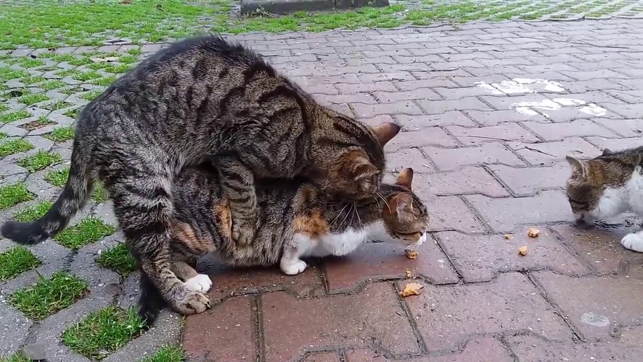 Meow Means NO. Cats Mating For The First Time Very Loudy. YouTube