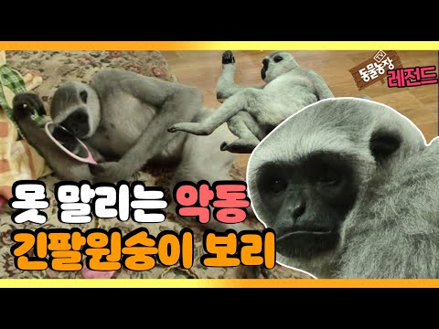 [TV 동물농장 레전드] 가정집에서 키우는 ‘긴팔원숭이 보리’ 풀버전 다시보기 I TV동물농장 (Animal Farm) | SBS Story