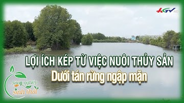 Lợi ích kép từ việc nuôi thủy sản dưới tán rừng ngập mặn | NÔNG NGHIỆP SINH THÁI