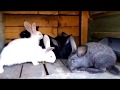 Отсадка кроликов от крольчихи, полезны советы по дальнейшему выращиванию кроликов