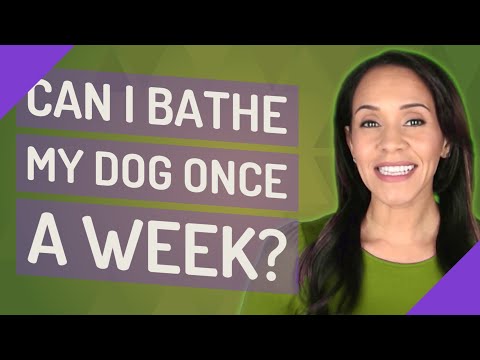 वीडियो: क्या कुत्ते सप्ताह में एक बार स्नान कर सकते हैं?