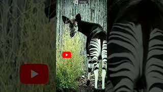 Rare wild animal ( Okapi ) ? ???