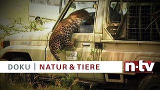 Trailer n-tv Doku „National Geographic: Wilde Tierwelt – Überraschungsangriffe“ am 03.03.2016