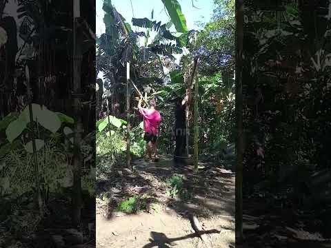 ผลสลากกินแบ่งรัฐบาล วันที่ 1 พย. 2567