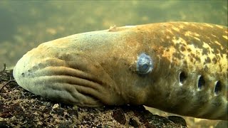 Sea lamprey spawning underwater. Mulkear river, Ireland. Морская минога, нерест.