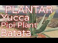 Stranded Deep: Como Plantar