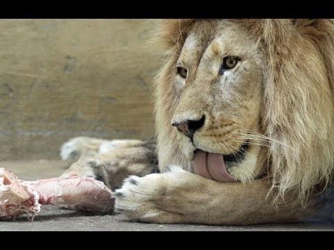 Santa Barbara Zoo Lions Love Their Bones