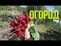 Место встречи изменить нельзя или снова ОГОРОД / НА ДАЧЕ/Первый урожай редиса