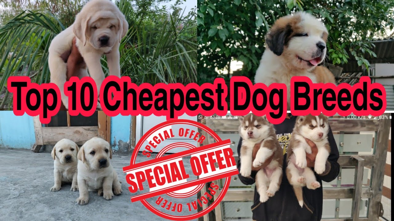 Top 10 Cheapest Dog Breeds In India ( 2020 Updated) Doggyz World - Youtube