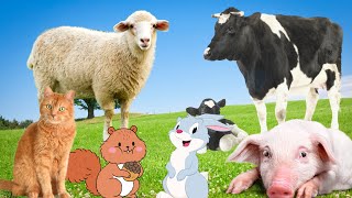 Secrets of Animal Life - Rabbit, Cat, Cow, Sheep, Pig - Animal Moments by Animal Moments 55,080 views 1 year ago 9 minutes, 20 seconds