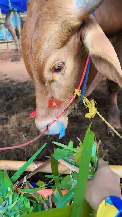 DIMAKAN DONG SAPI | NURRAYNI25