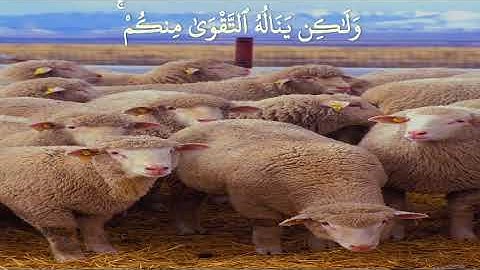 ماهر المعيقلي | حالات واتس اب دينية سورة الحج 🥺
