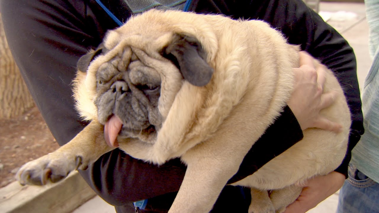 pug puppy breathing heavy