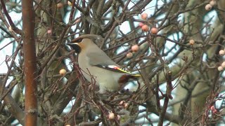 Bohemian waxwings, Stevenage