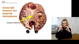 Dr. Rain Bosworth presents on the Brain in ASL