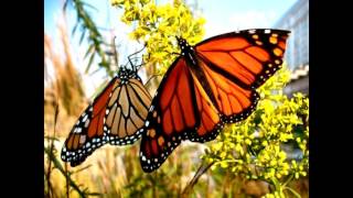 VungTroiBinhYen DonHo