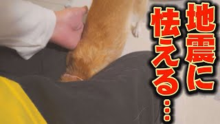 A ringing alert and shaking...My younger sister Shiba Inu panics... by 豆柴おもしろ4兄妹 16,822 views 3 weeks ago 8 minutes, 6 seconds