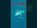 【付いてくる魚達】#ゴムボート #fishing #釣り#水中動画