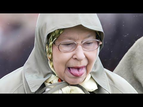 Video: Ruža kraljica Elizabeta: kraljica vrta