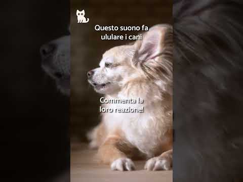 Video QUESTO SUONO FA ULULARE I CANI ?? #Cani #PANTALONCINI