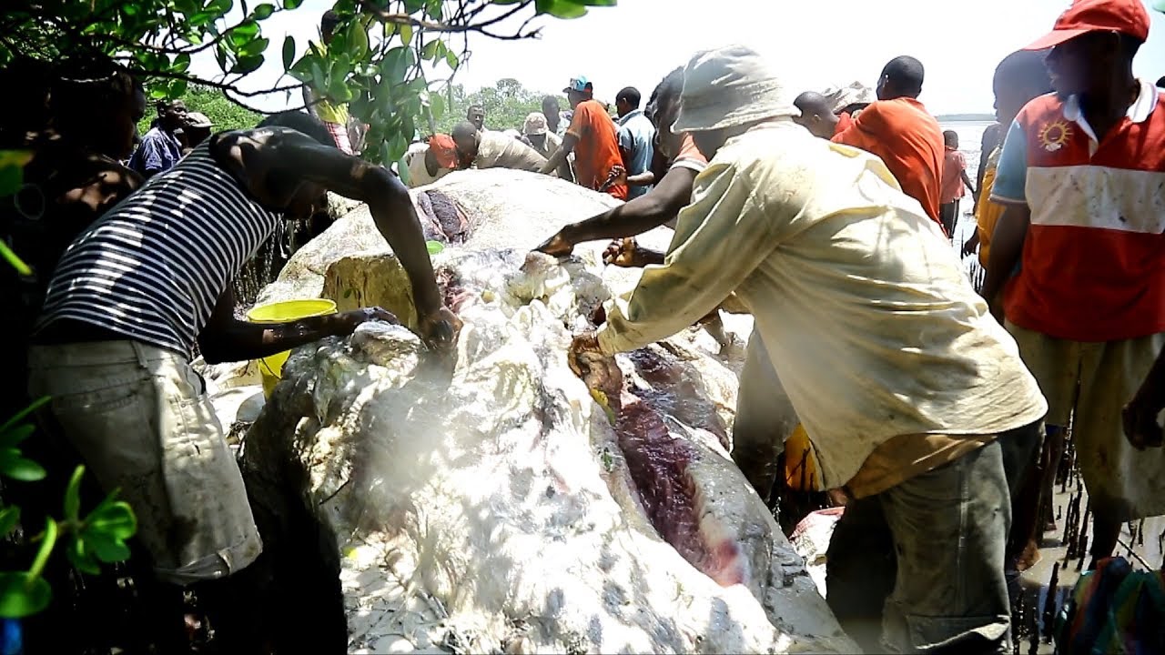 SAMAKI MKUBWA WAJABU AONEKANA WATUWASHANGAA CHAMBANI YouTube