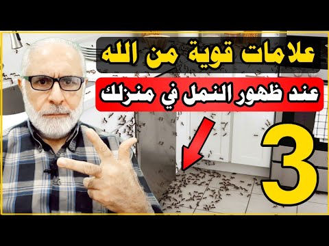3 علامات قوية من الله عند ظهور النمل في منزلك