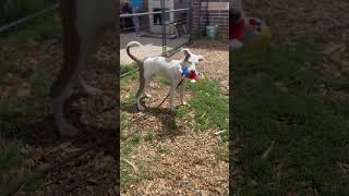 Nino - DeKalb County Animal Services