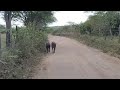 AS PORCAS DO VIZINHO VOLTARAM prendi elas