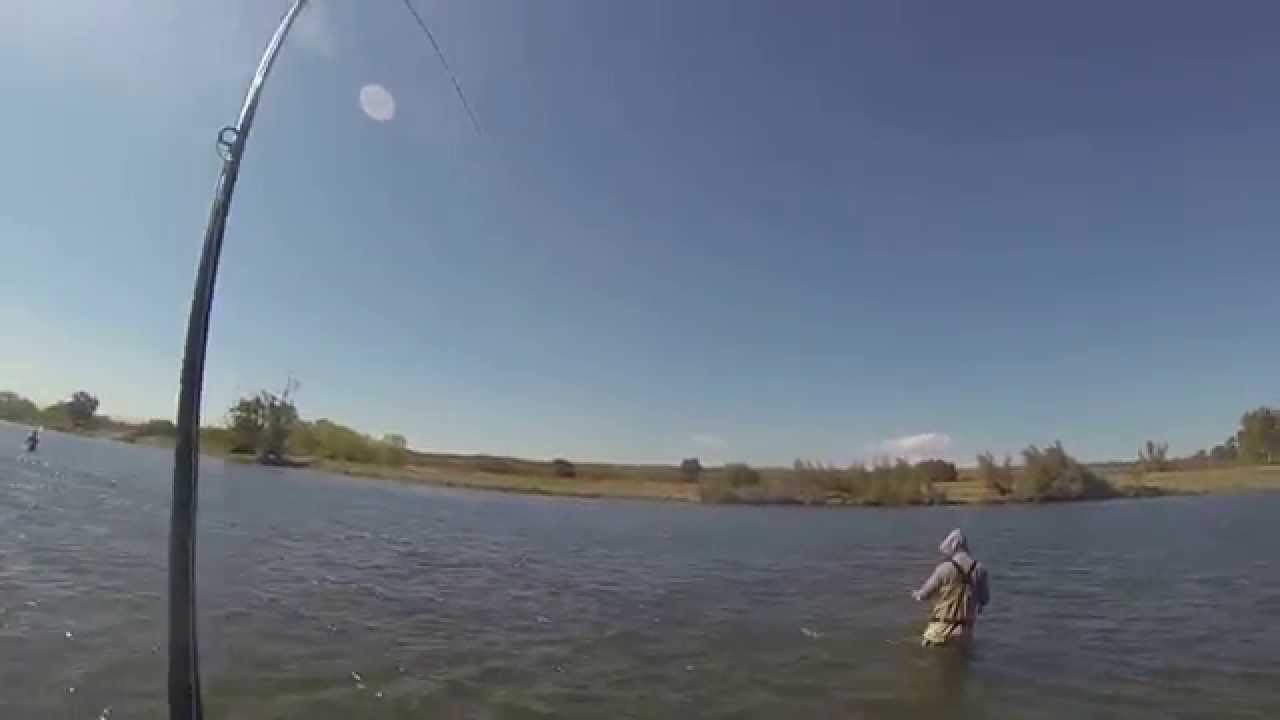 10-3-2015 Salmon fishing at Sacramento River (second landed) - YouTube