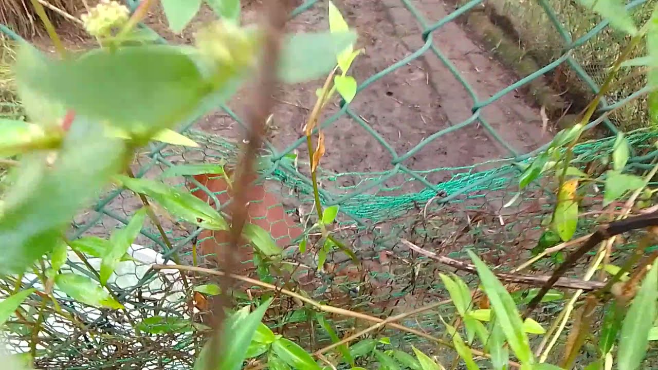 මීමින්නා - Meeminna | Rare Animal in Sri Lanka