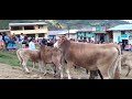 Fiesta del santiago en Paurán Yanabamba - huancayo