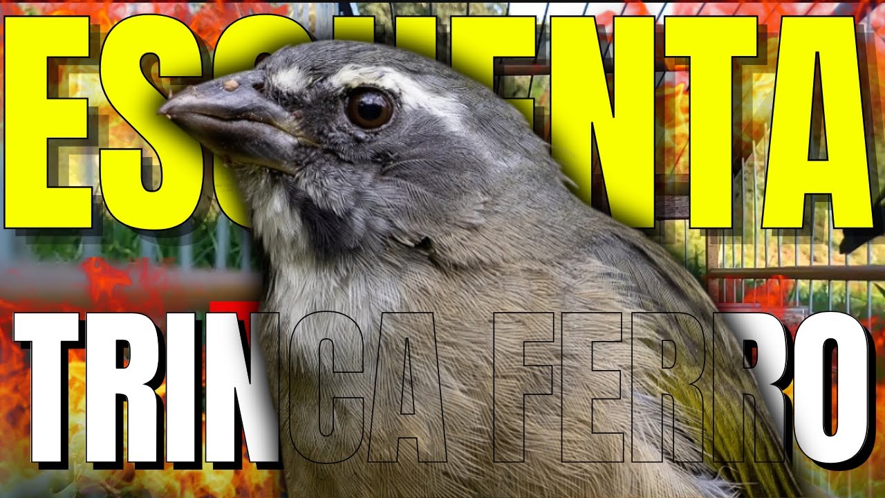 ESQUENTANDO TRINCA FERRO FRIO🟢LEVANTE SEU TRINCA FERRO 🟢MELHOR ESQUENTAR TRINCA FERRO CANTANDO