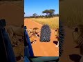#lion #ytshorts #facts #shortvideo #shorts #shortsfeed #Dangerous #dress #clips #funny #
