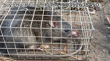 Bẩy chuột cống nhum mùa mưa bờ cao là địa điểm lý tưởng nhất để thu phục trùm cuối #sanbatbatri#