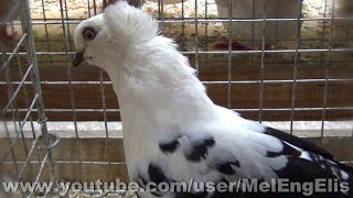 Culbutant de Timisoara Noir - Black Timisoara Tumbler Pigeon - Temeschburger Schecke Taube Schwarz