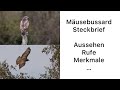 Mäusebussard (Common Buzzard) | Aussehen, Ruf, Merkmale, Beschreibung…