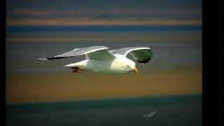 Concierto para una sola voz  ▬  Danielle Licari