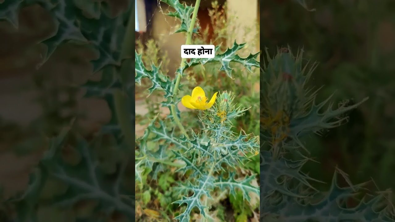 dad ki desi dawai dad ko jad se khatam kare farming Gyan 