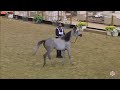 N158 AB SHROUK - 23rd Qatar National Arabian Horse Show - Yearling Fillies (Class 3B)