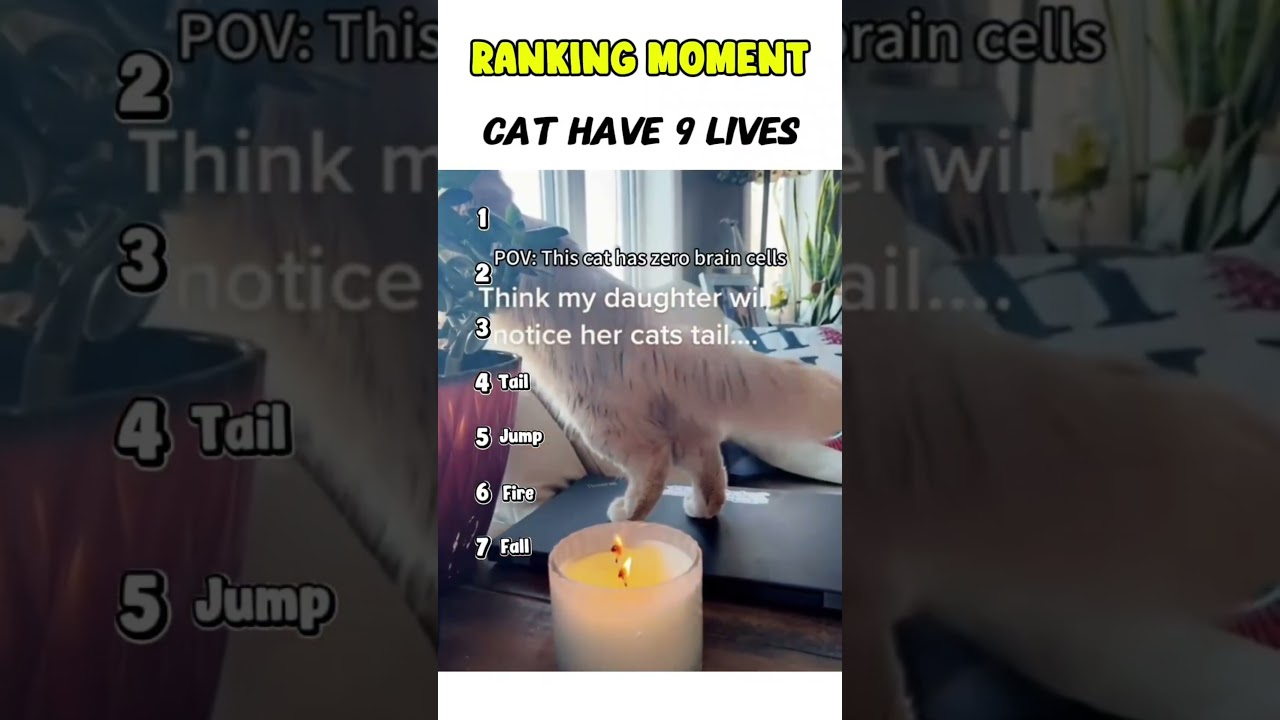 Cat being idiots part 143: Cat have 9 lives 🤣 #funnycat #funnypet #cutecat #cat #pets #shorts