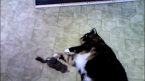 Cat Gone Wild w/ Catnip Ferret